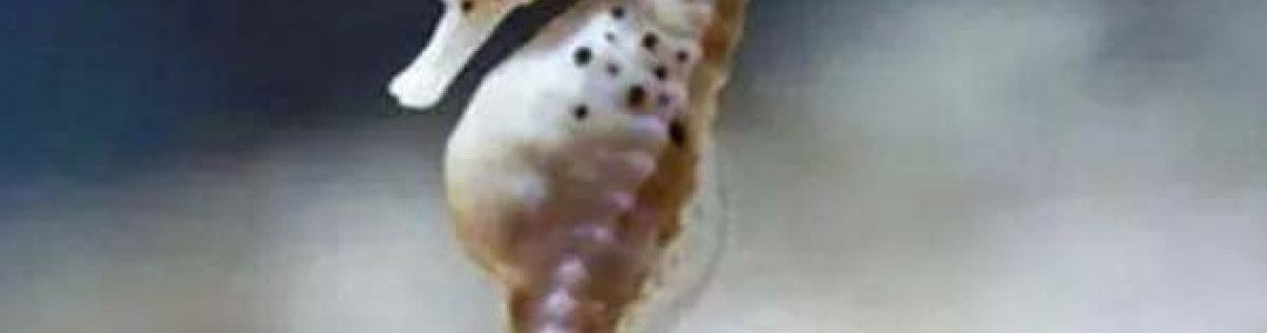 9 Fun Facts About Seahorses You Might Want to Know 9 Fun Facts About Seahorses You Might Want to Know