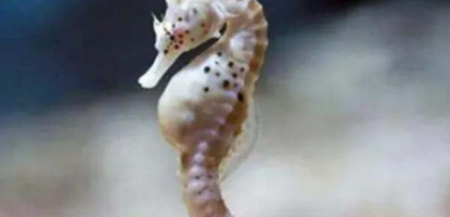 9 Fun Facts About Seahorses You Might Want to Know