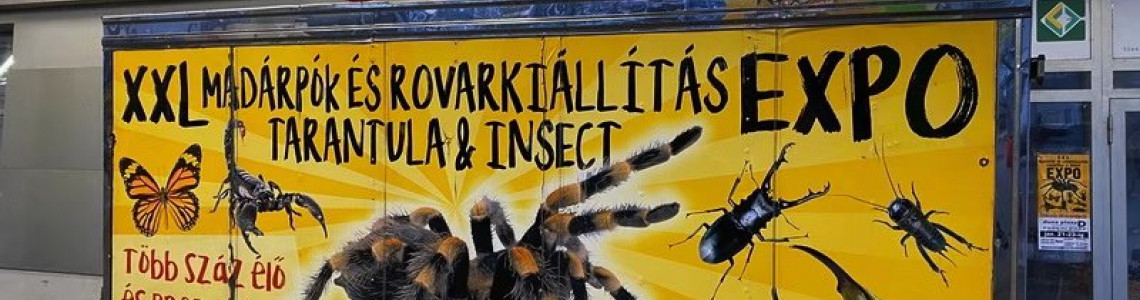 All You Should Know BEFORE Getting A Pet Tarantula Spider All You Should Know BEFORE Getting A Pet Tarantula Spider