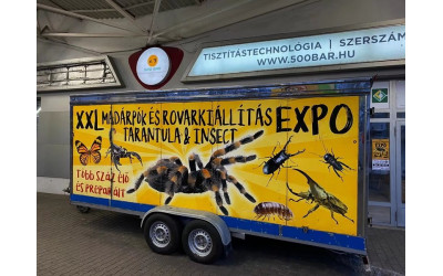 All You Should Know BEFORE Getting A Pet Tarantula Spider