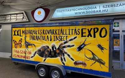 All You Should Know BEFORE Getting A Pet Tarantula Spider