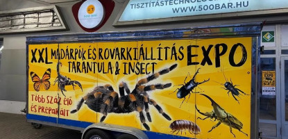 All You Should Know BEFORE Getting A Pet Tarantula Spider