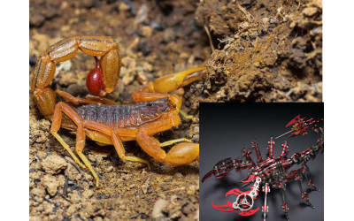 Are Red Scorpions Venomous?