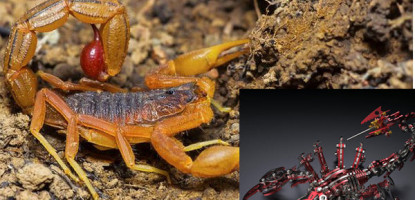 Are Red Scorpions Venomous?