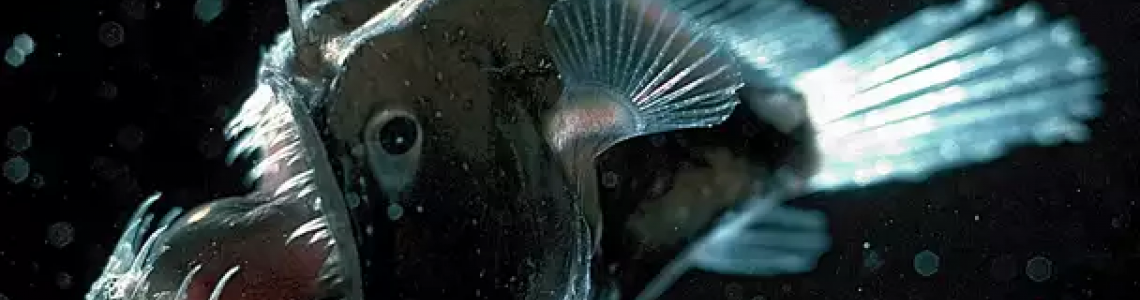 Model Building 101: My Journey with the Anglerfish Model Building 101: My Journey with the Anglerfish