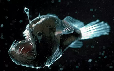 Model Building 101: My Journey with the Anglerfish