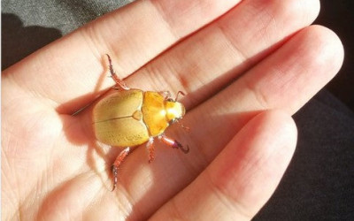 How can you help a Christmas beetle in your garden?