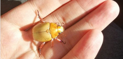 How can you help a Christmas beetle in your garden?