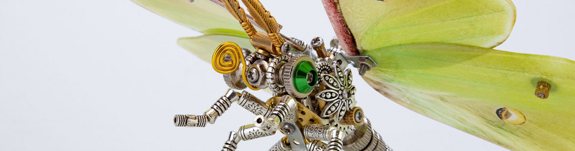 How much do you know about praying mantises? How much do you know about praying mantises?