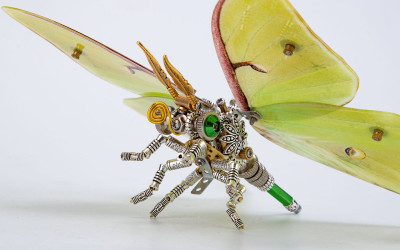 How much do you know about praying mantises?
