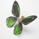 150pcs+ steampunk 3d metal ornithoptera priamus model diy kits