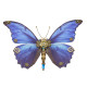 150pcs+ steampunk blue morpho menelaus 3d metal model diy kits