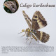 200pcs+ steampunk metal assembly butterfly caligo eurilochusa, kallima inachus & junonia almana