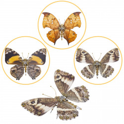 200pcs+ steampunk metal assembly butterfly caligo eurilochusa, kallima inachus & junonia almana
