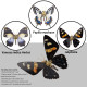 200pcs+ steampunk metal assembly butterfly calydonia, vanessa indica herbst & papilio machaon
