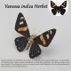 200pcs+ steampunk metal assembly butterfly calydonia, vanessa indica herbst & papilio machaon