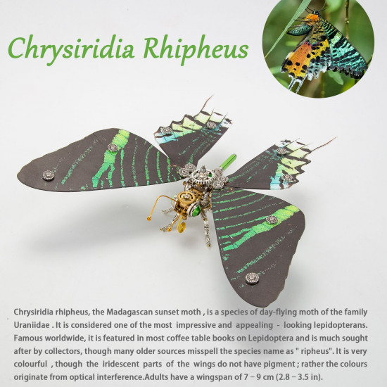 200pcs+ steampunk metal assembly butterfly chrysiridia rhipheus, ornithoptera meridionalis & chrysozephyrus