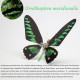 200pcs+ steampunk metal assembly butterfly chrysiridia rhipheus, ornithoptera meridionalis & chrysozephyrus