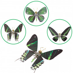 200pcs+ steampunk metal assembly butterfly chrysiridia rhipheus, ornithoptera meridionalis & chrysozephyrus