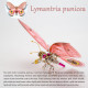 200pcs+ steampunk metal assembly butterfly lymantria punicea, alcides orontes & pierisrapae linne