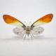 200pcs+steampunk metal assembly butterfly sericinus montelus grey, polyura delphis concha & hebomoia glaucippe