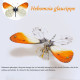 200pcs+steampunk metal assembly butterfly sericinus montelus grey, polyura delphis concha & hebomoia glaucippe