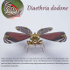 200pcs+ steampunk metal assembly toys diaethria dodone, papilio & peacock butterfly