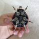 3d metal steampunk coccinellidae ladybird sculpture model for collection