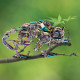 745pcs steampunk mechanical mutant chameleon metal lizard kit difficult puzzle