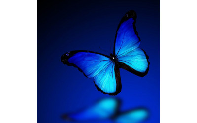 Blue Colored Butterflies