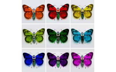 Purple Colored Butterflies
