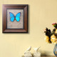 blue morpho butterfly with photo frame punk taxidermy model