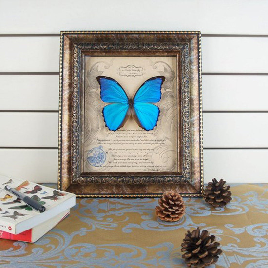 blue morpho butterfly with photo frame punk taxidermy model