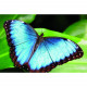 blue morpho butterfly with photo frame punk taxidermy model