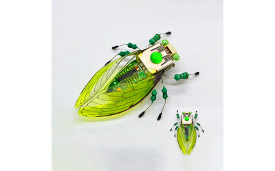 Getting to know the Jumping Spiders