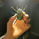 little green beetle steampunk insect metal bug model