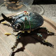 little green beetle steampunk insect metal bug model