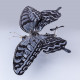 mechanical metal black and white butterfly steampunk insect sculpture art  assembled