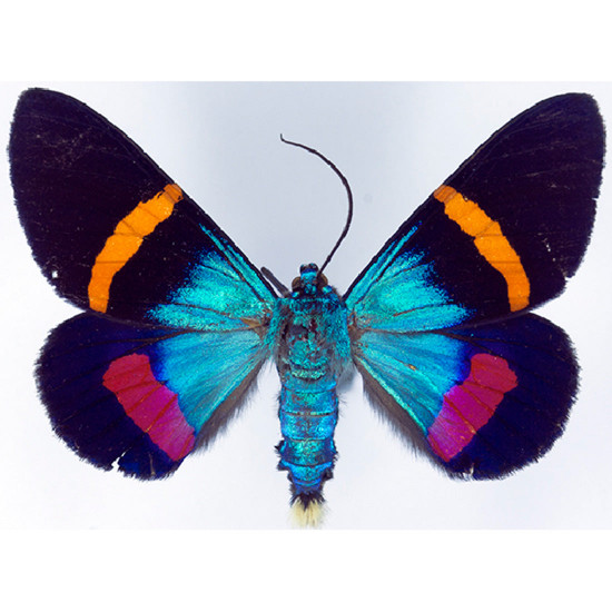 orange banded blue ruler moth milionia basalis + light vortex butterfly diaethria neglecta framed steampunk specimen