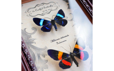 Orange Butterfly Meaning