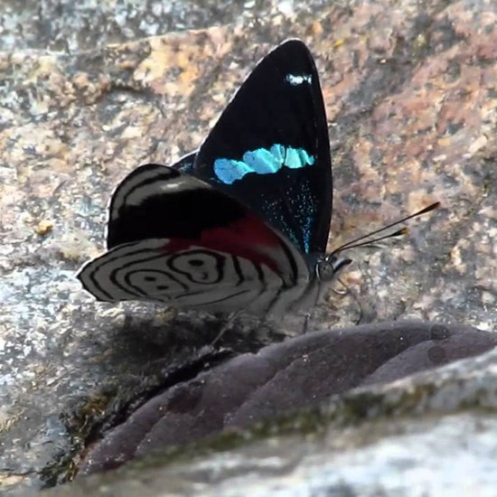 orange banded blue ruler moth milionia basalis + light vortex butterfly diaethria neglecta framed steampunk specimen