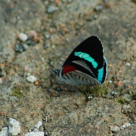 orange banded blue ruler moth milionia basalis + light vortex butterfly diaethria neglecta framed steampunk specimen