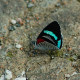 orange banded blue ruler moth milionia basalis + light vortex butterfly diaethria neglecta framed steampunk specimen