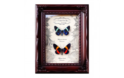 Orange Colored Butterflies