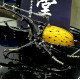 steampunk dynastes bug mechanical model kits metal sculpture crafts