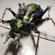 steampunk mechanical metal green ground beetle insect sculptures  assembled