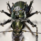 steampunk mechanical metal green ground beetle insect sculptures  assembled