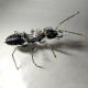 steampunk worker ant with saddle 3d metal model kits assembled insect sculpture  assembly
