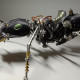 steampunk worker ant with saddle 3d metal model kits assembled insect sculpture  assembly