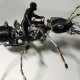 steampunk worker ant with saddle 3d metal model kits assembled insect sculpture  assembly